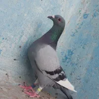 مروان دوحی عراق