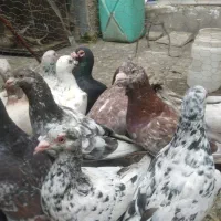 بخون آگهی رو....یک دسته هفرنگ پرشی