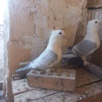 کبوتر ساتن