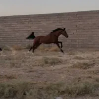 فروش اسب دره شور