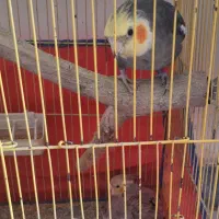 ۳عددعروس هلندی یک ساله