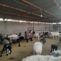 میش داشتی بره دار