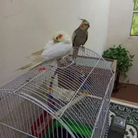 عروس هلندی