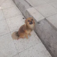 سگ پامر