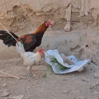 فروشی|حیوانات مزرعه|گناباد, |دیوار