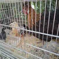 فروش مرغ با بچه هاش