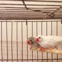 یک جفت فنچ سخنگو ۵ کلمه با قفس