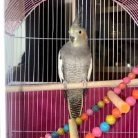 طوطی عروس هلندی
