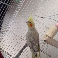 پرنده عروی هلندی اسمش نبات عروس  سخن گو