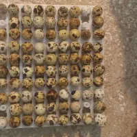 تخم نطفه دار بلدرچین