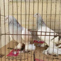 کبوتر آبی کاغذی