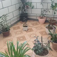 فروش گل باهم و دانه ای