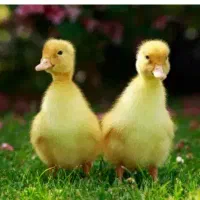 فقط بت