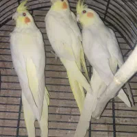 عروس هلندی