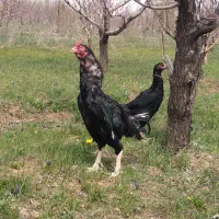 لاری اصل