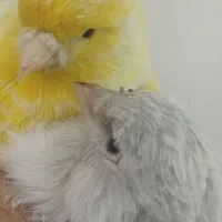 قناری انتیک و خاص نقره ای آبی ماده و ساتن زیبا نر