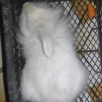 فروش خرگوش لوپ