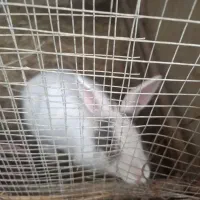 یک جفت خرگوش