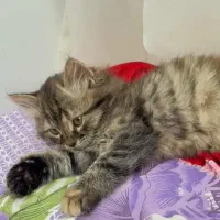 گربه اسکاتیش ۲ماهه