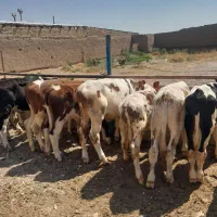 گوساله ۲۴عیار میاندواب