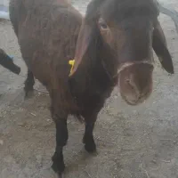گوسفند افشار