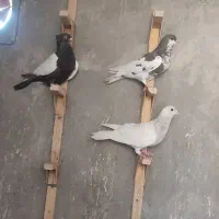 کبوتر فروشی