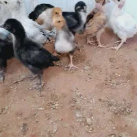 جوجه|حیوانات مزرعه|زاهدان, |دیوار