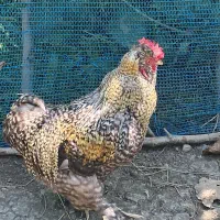 خروس مدل سلطان