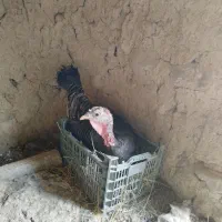 بوقلمون کرچ مولد اصل