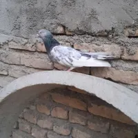 کبوتر پاکستانی معاوضه با دورگ|پرنده|آق قلا, |دیوار
