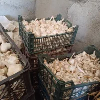 سیر
