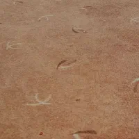 تعدادی پالاز موکت هر کی خواست در خدمتیم. متری ۶۰۰
