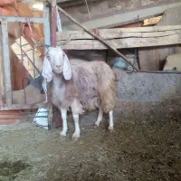 بز چاق جوان