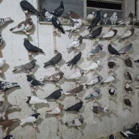 حراج بزرگ کبوتریاکفترشهری بهبهانی پلاکی روشن وتیره