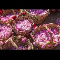 گل  محمدی فروشی