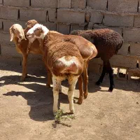 بره ماده چینی