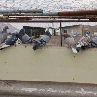 کبوتر فروشی