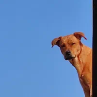 .سگ