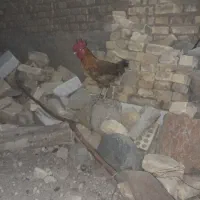 خروس هنایی