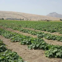زمین برای کشت خیار