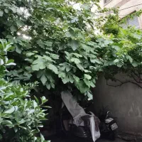 کلنگی با جواز
