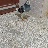 مجسمه ماکت ماده ابلغ کبوتر