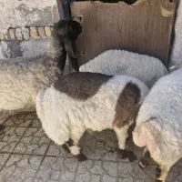 میش و بره