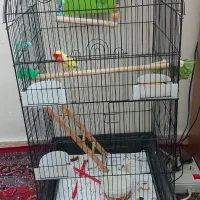 قفس بزرگ با لوازم