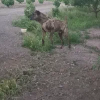 افغان نگهبان ۳ساله