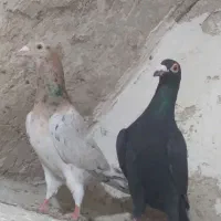 نامبر