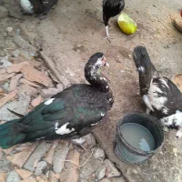 4 عدد اردک نر بالغ هیکل درشت