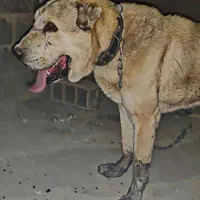واگذاری سگ افغان