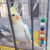 پرنده عروس هلندی