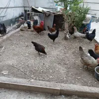 مرغ محلی .گلین .ریش وکاکل وچهل تاج .توسی